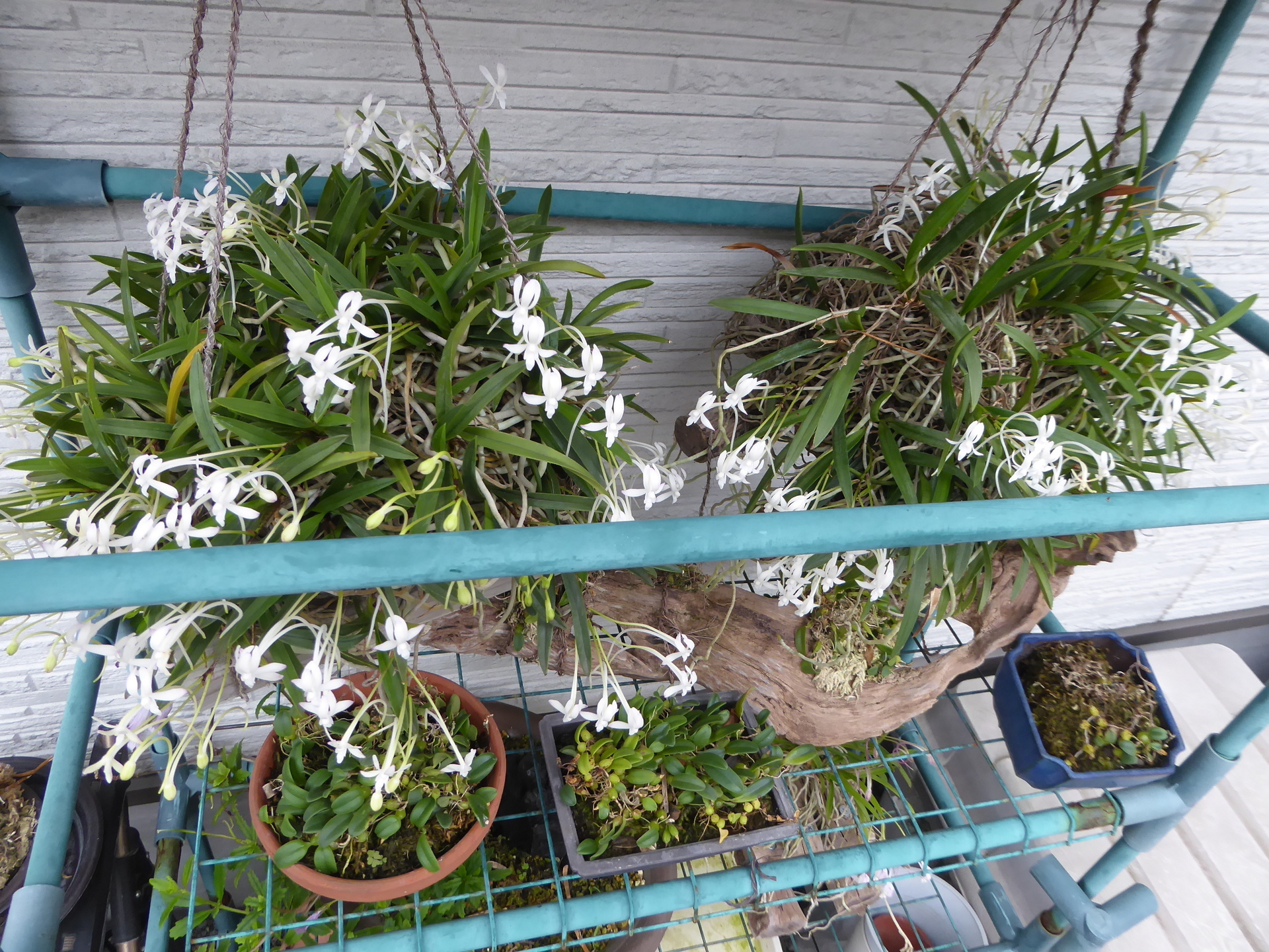 着生フウラン 風蘭 大株 2本 【公式通販】